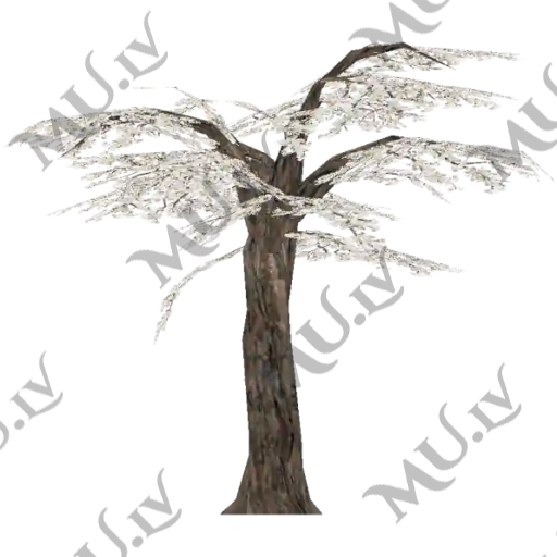 Cherry Blossom Tree